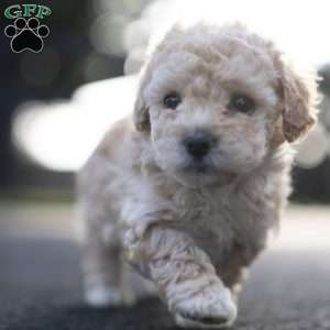 Pilot, Miniature Poodle Mix Puppy